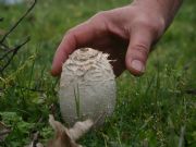 Coprinus Comantus, deliciosos en San Martn de la Vega del Alberche, Avila